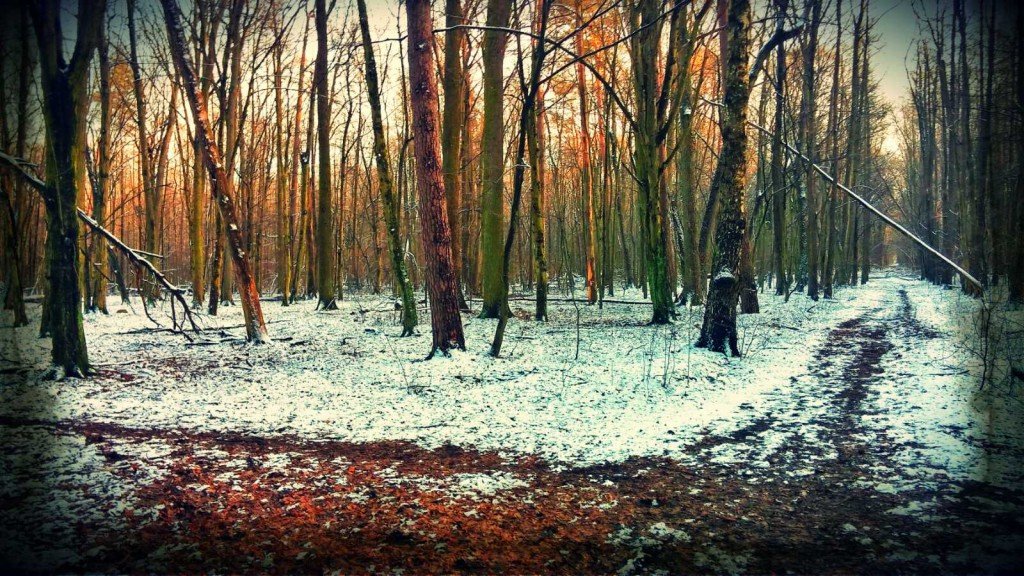 Las Młochowski zimą