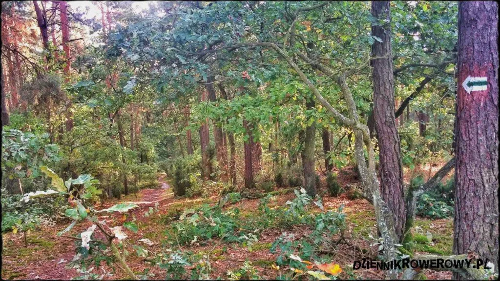 Puszcza Kampinowska- zielony szlak rowerem