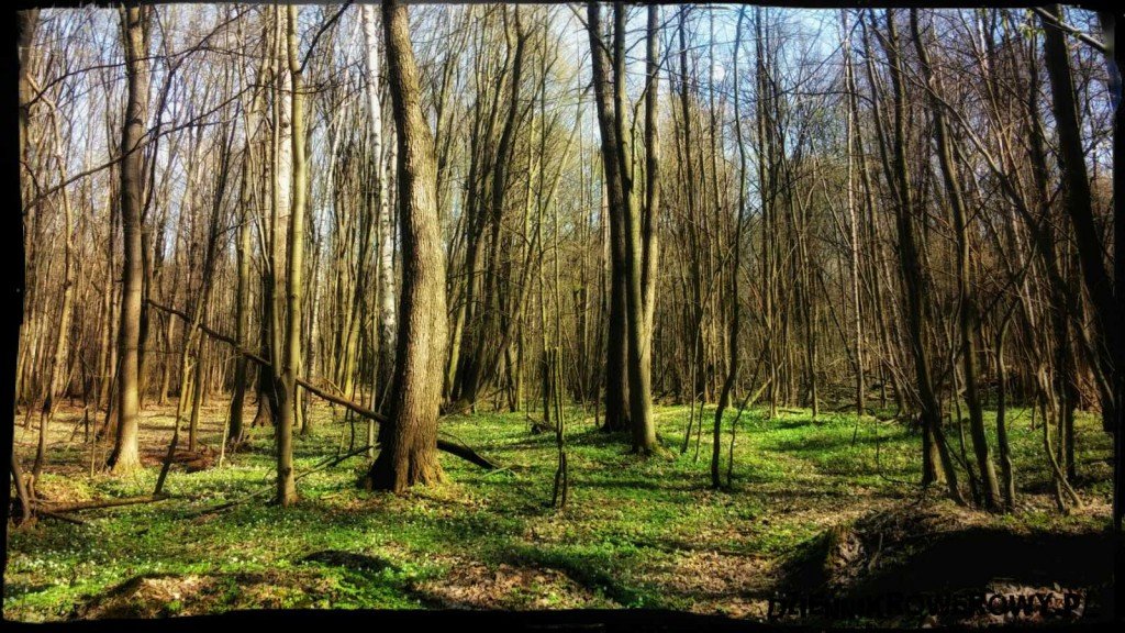 Lasy Młochowskie kwiecień