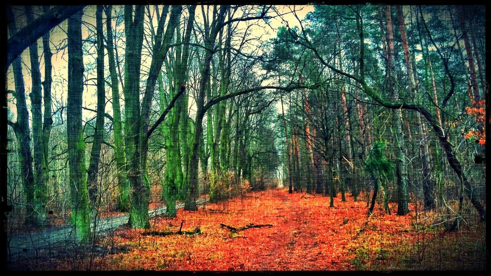 Las, rower i tajemnicza ścieżka