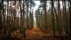 Lasy Młochowskie rowerem